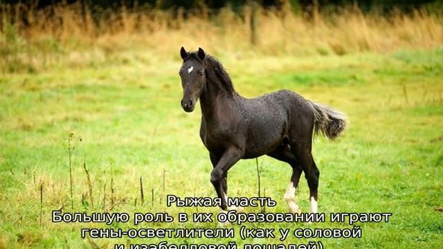 Масти лошадей смотреть онлайн