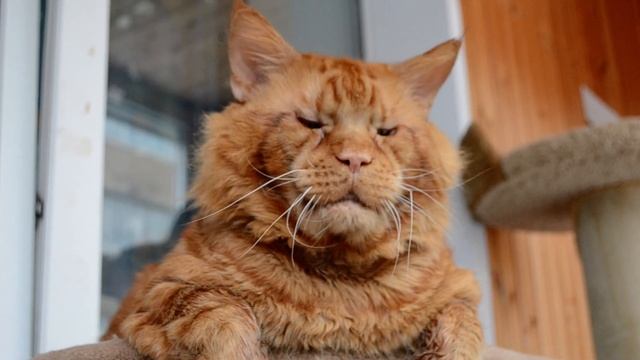 Кот Джокер,Мейн кун. Наши будни. смотреть онлайн