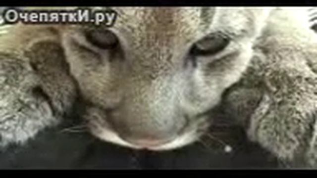 Домашний детёныш пумы смотреть онлайн