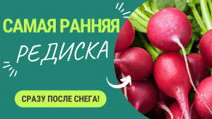 Самая ранняя редиска. Редиска сразу после снега!