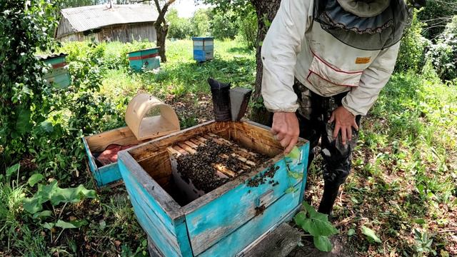 Пересаживаю поздней пчелиный рой смотреть онлайн