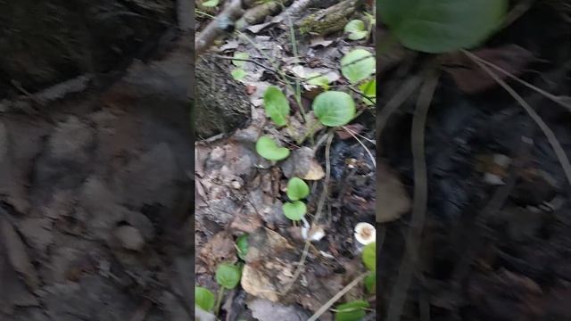 Ура, грузди! смотреть онлайн