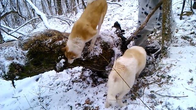 Енот в дупле смотреть онлайн