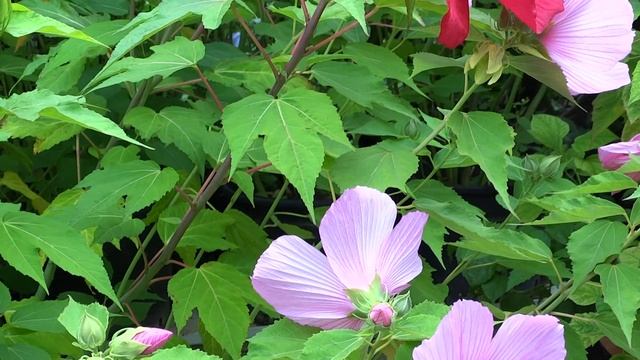 Hibiscus moscheutos močvirski hibiskusi смотреть онлайн