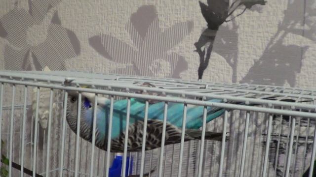 как спит волнистый попугай смотреть онлайн