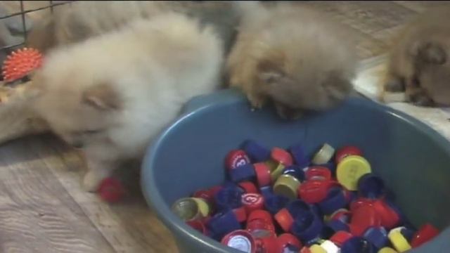 развлекалочка для щенков смотреть онлайн