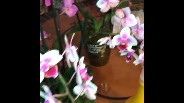 Полив орхидей, в закрытой системе и в обычной посадке. Также польем впервые композицию из орхидей. смотреть онлайн