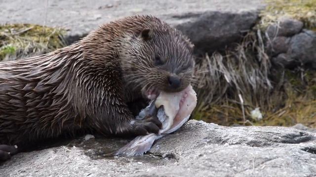 Nikon D7500 4K UHD Video Otter 2 смотреть онлайн