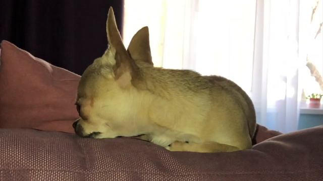 Дождалась хозяина и чуть не съела его ухо смотреть онлайн