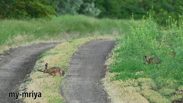 Сорока гоняется за зайцем смотреть онлайн