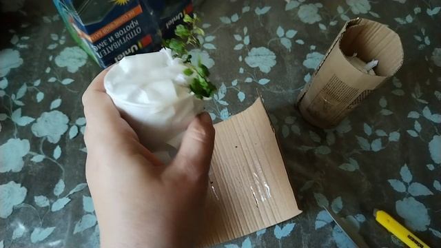 Новые фикусы Пумилы. смотреть онлайн