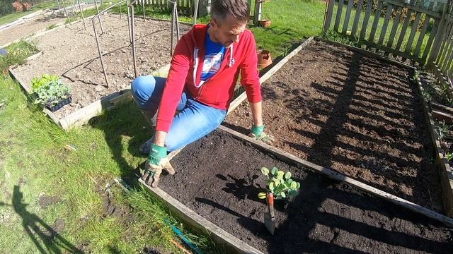 Episode 50: First Brassica Plantings смотреть онлайн