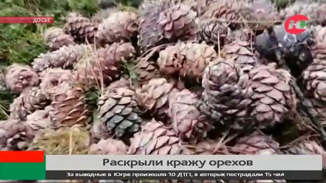 Житель Ханты-Мансийска украл 20 мешков кедровых орехов смотреть онлайн