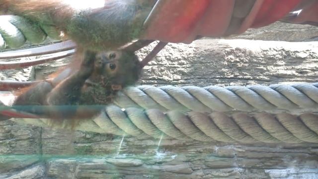 Малыш орангутанг. смотреть онлайн