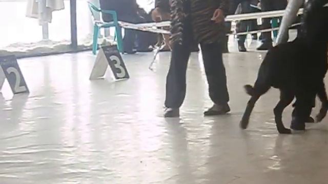 Выставка ротвейлера смотреть онлайн