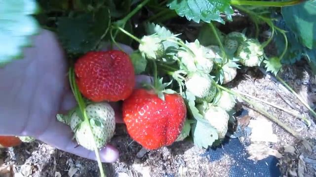 Лучшие сорта ранней клубники для Беларуси Лия Сахарная смотреть онлайн