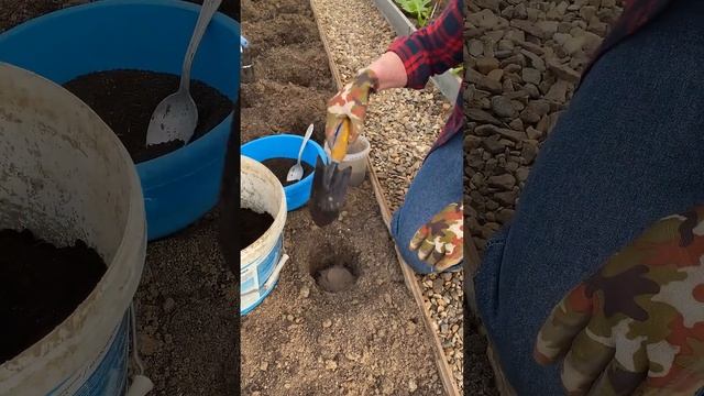 Чем заправить лунки для томатов смотреть онлайн