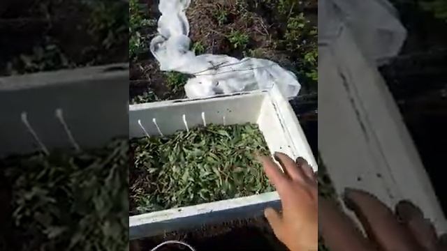 посадка редиски в холодильнике смотреть онлайн