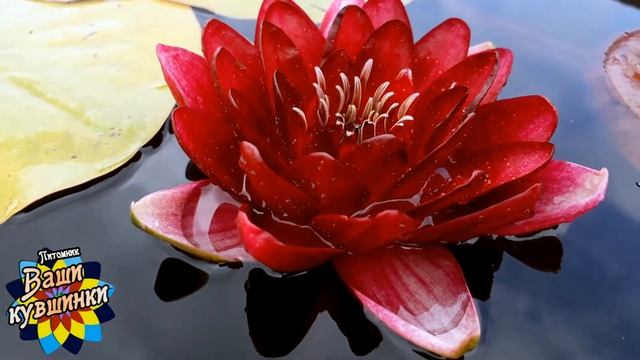Нимфея Deepest Red (Темно-красная) кувшинка, waterlily, водные растения, пруд смотреть онлайн