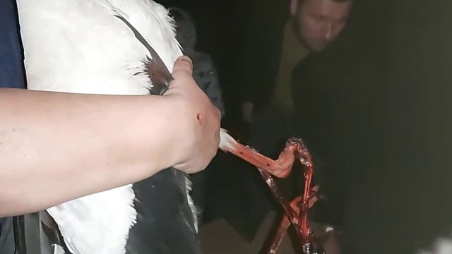 Новичок! Аист Дуки из Брянска 11 05 21 г смотреть онлайн