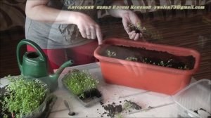 Лобелия и алиссум. Высаживание цветов в кашпо. Я сажаю.
