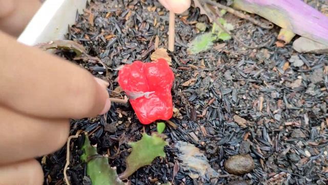 #Gardening97 : Red Habanero Buah Perdana Untuk Benih | Cryptanthus Bivittatus 'Pink Star' Plant смотреть онлайн