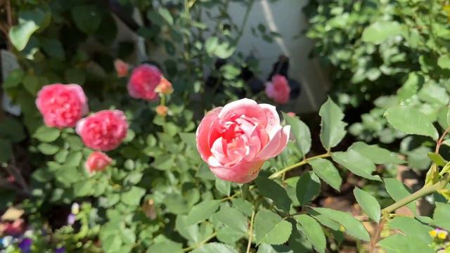 Breathtaking David Austin Boscobel Rose that gives a summer flush #rose #davidaustinroses смотреть онлайн