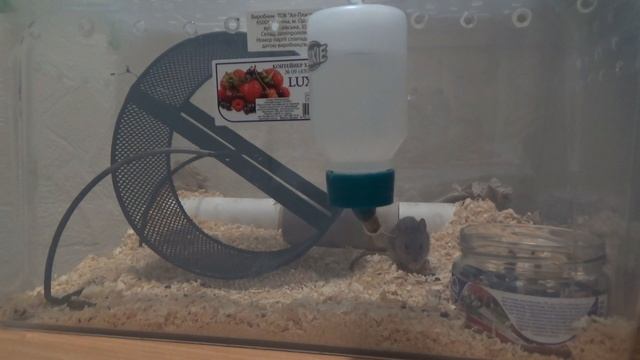 Поставила камеру на ночь! Сняла активность дикой мышки Кнопочки! смотреть онлайн