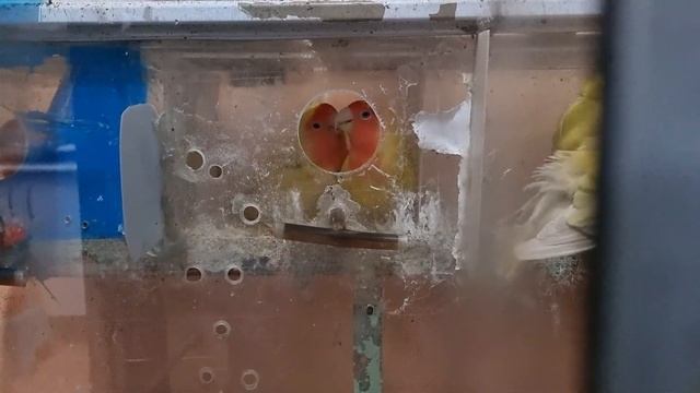 January 1, 2022. ???MGA IBON KONG MAY LAYANG LUMIPAD???/GULP STEWARD❤️❤️❤️ смотреть онлайн