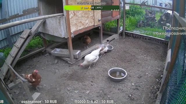 Курятник. Жизнь в курятнике. Можно покормить онлайн. Chicken Coop Stream. Online Feed