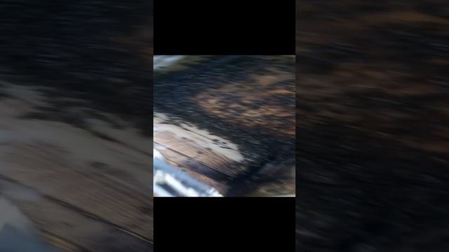 Переселения роя из ловушки в Улей (6) смотреть онлайн