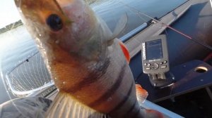 Как искать окуня с помощью простого эхолота, на водохранилище?