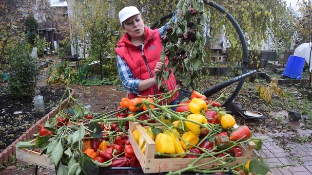 Эти сорта сажаю всегда. Лучшие сорта перца смотреть онлайн