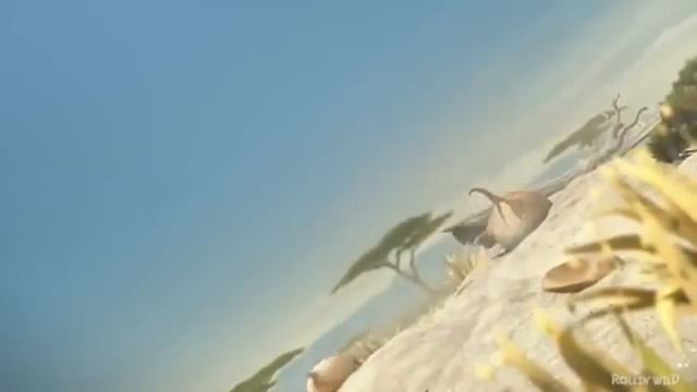 Круглые животные (очень смешно) смотреть онлайн