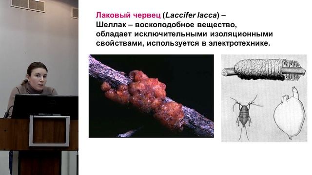 Шаталова Е. И. - Что изучает наука ЭНТОМОЛОГИЯ? смотреть онлайн