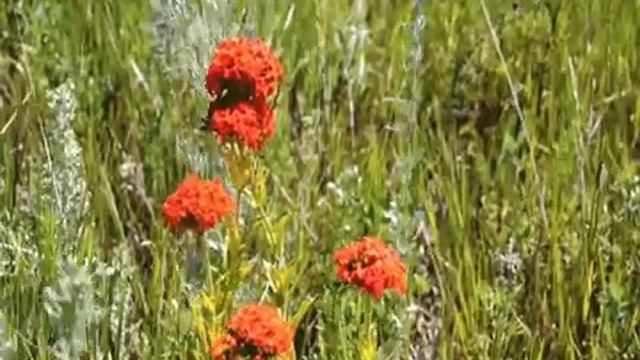 !+ ..."КОСАРИ НА ЛУГУ" - песня... смотреть онлайн