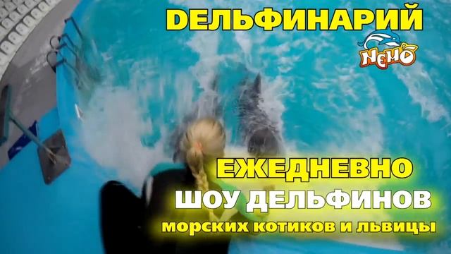 Алматылық дельфинарий НЕМО смотреть онлайн