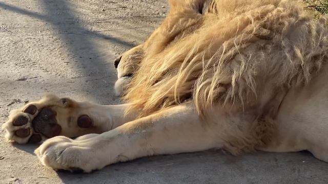 О белых львах НЕ ВЫШЕДШИХ В САВАННУ ! смотреть онлайн