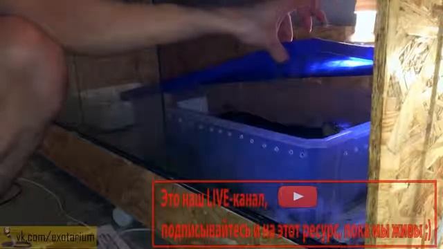 Прикольная кобра смотреть онлайн