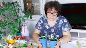 SOS!!! Как помочь рассаде? Три беды: Оэдема, клещ и трипс.