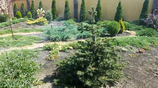 полив закрытого участка дождевателями, разнообразие хвойных смотреть онлайн
