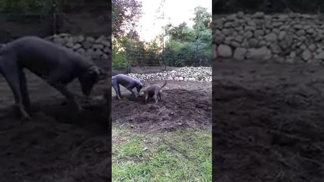 PHD SL Melica at new home смотреть онлайн