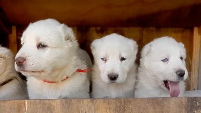 Алабай с ГОЛУБЫМИ ГЛАЗАМИ.The blue-eyed ALABAY.ألبي مع العيون الزرقاءOdessa. смотреть онлайн