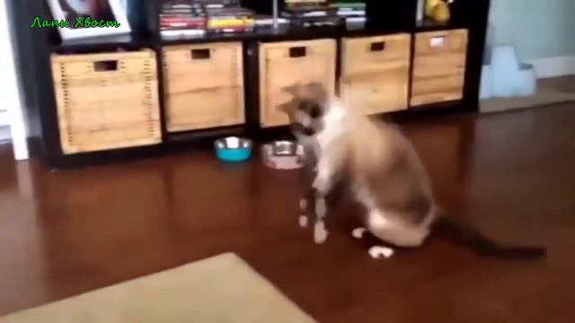 Приколы про животных до слез смотреть онлайн