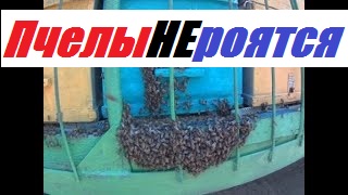 Нет роению-8-12 рам вощины - 15 дней.Замена гнезда в мае на вощину.Сколько матке рамок для засев. смотреть онлайн