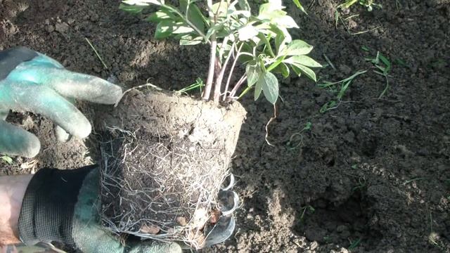 Посадка ПИОНА в АВГУСТЕ Виктуар де Ламарн смотреть онлайн