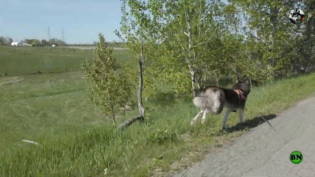 Тренировка для Хаски / ХАСКИ БЛОГЕР / Блогер БН / ХАСКИ / Хаски Улла / Siberian Husky / Husky Dog