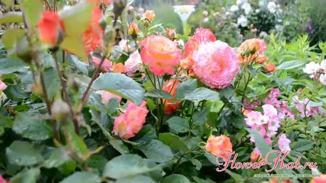 Роза Гартеншпасс / Gartenspass - первая волна цветения смотреть онлайн