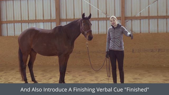 Spanish Walk ✨ Horse Training Tutorial смотреть онлайн