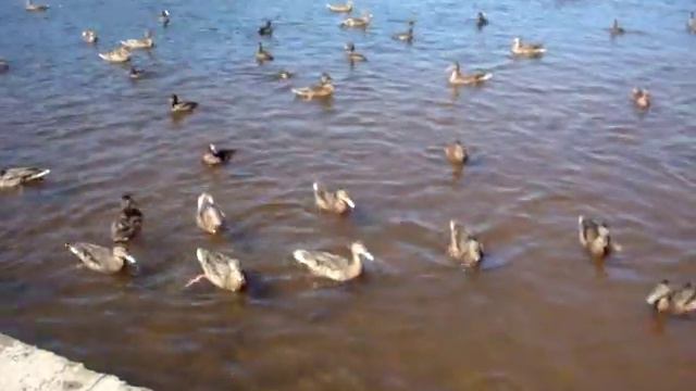 Каркаралинск Шахтер кормление уток смотреть онлайн